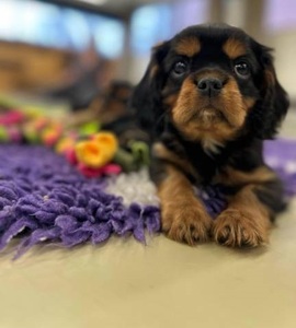 Kavalír king charles spaniel štenátka s PP