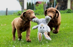 Hnedý retriever(jako hnedý labrador-chesapeake)sPP