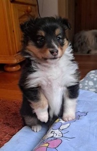 Šeltie/sheltie