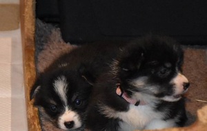 Štenata welsh corgi pembroke s PP