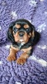 Kavalír king charles spaniel štenátka s PP