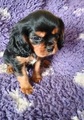 Kavalír king charles spaniel štenátka s PP