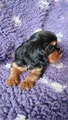 Kavalír king charles spaniel štenátka s PP