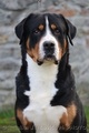 Velký švajciarsky salašnícky pes