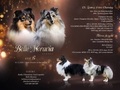 Šeltie/sheltie - Tricolor pejsek s PP