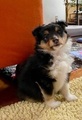 Šeltie/sheltie - Tricolor pejsek s PP