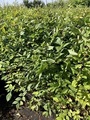 Jilm sibirský na živý plot 60-80cm