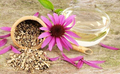 Prodej Echinacea Fialová Bylina ve velkém