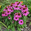 Prodej Echinacea Fialová Bylina ve velkém