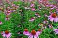 Prodej Echinacea Fialová Bylina ve velkém