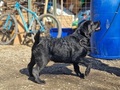 Labradors. retrívr- cerná šten. s PP
