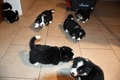 Štenata welsh corgi pembroke s PP