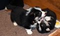 Štenata welsh corgi pembroke s PP
