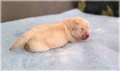 Labradorský retriever - smetanová štenátka s PP