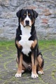 Velký švajciarsky salašnícky pes