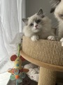 Kotátka ragdoll s prukazem puvodu