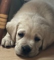 Labrador retriver s PP (smetanová)