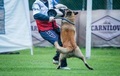 Štenata Belgický ovcák Tervueren - Pracovní spojen